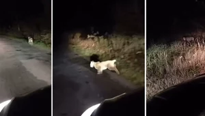 Wójt gminy Łęki Szlacheckie zauważył na drodze rysia
