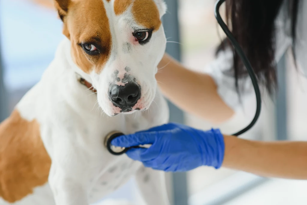 Atopowe zapalenie skóry to przewlekła, alergiczna choroba spotykana u coraz większej liczby psów.