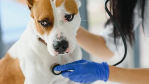 Na ratunek psom. Polacy stworzyli lek na częstą przypadłość czworonogów
