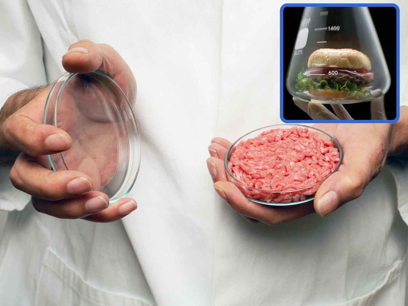 Pierwszy na świecie burger z hodowlanej wołowiny został zaprezentowany i zjedzony w Londynie w 2013 r. Pierwszy na świecie burger z hodowlanej wołowiny został zaprezentowany i zjedzony w Londynie w 2013 r.