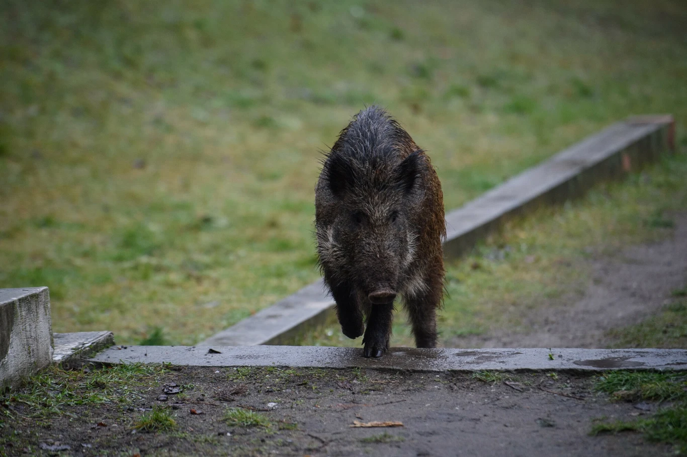 Dzik na ulicach miasta to już nie taki rzadki widok Dzik na ulicach miasta to już nie taki rzadki widok