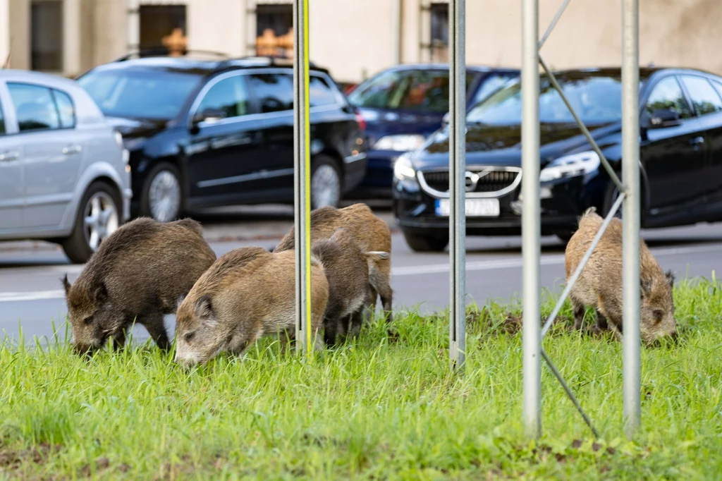 Dziki zbliżają się do zabudowań miejskich w poszukiwaniu pożywienia