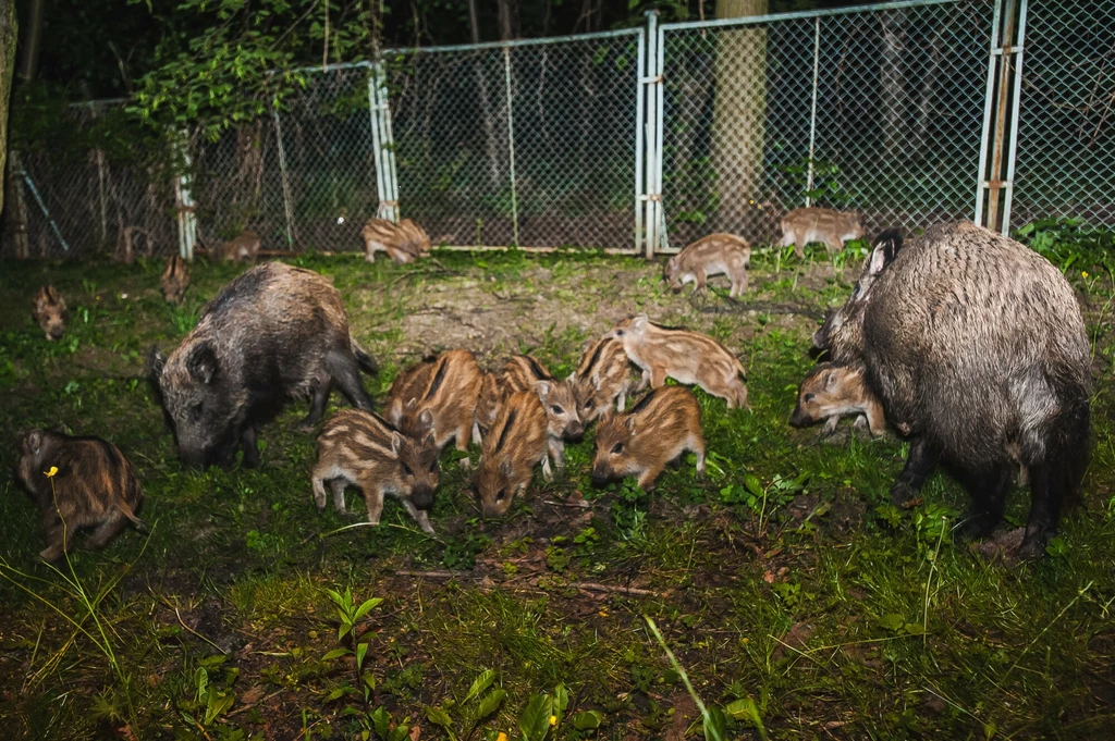 Dziki coraz częściej pojawiają się w polskich miastach