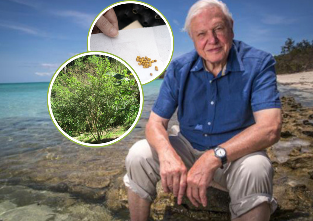 David Attenborough