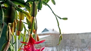 Zrób to, a grudnik pięknie zakwitnie na święta. Sekret pielęgnacji szlumbergery