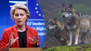 To może być kluczowy rok dla wilków w UE. Kłopot przez kucyka von der Leyen