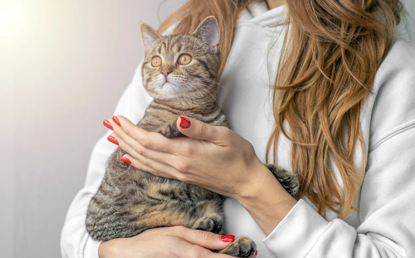 Niektóre koty bardzo lubią się przytulać i być blisko człowieka Niektóre koty bardzo lubią się przytulać i być blisko człowieka