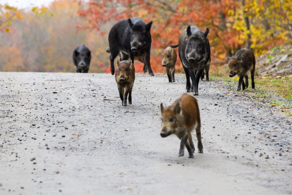 Dzikie świnie w parku Omega w Quebecu