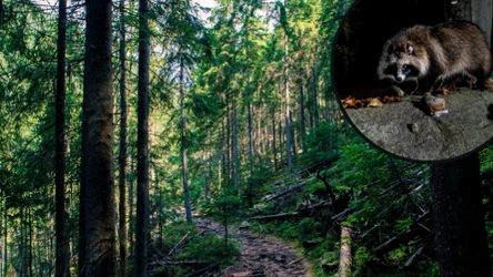 "Leśny Zorro" pojawia się w polskich lasach