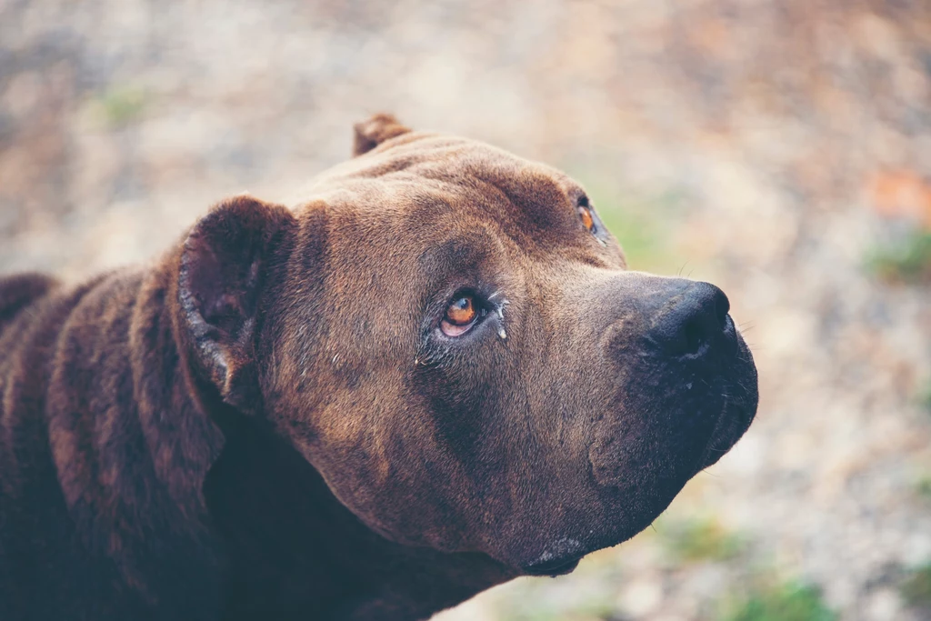  Psy, które trafiały do Romana B., były szkolone do walk, a słabsze osobniki często umierały w wyniku poniesionych obrażeń. 