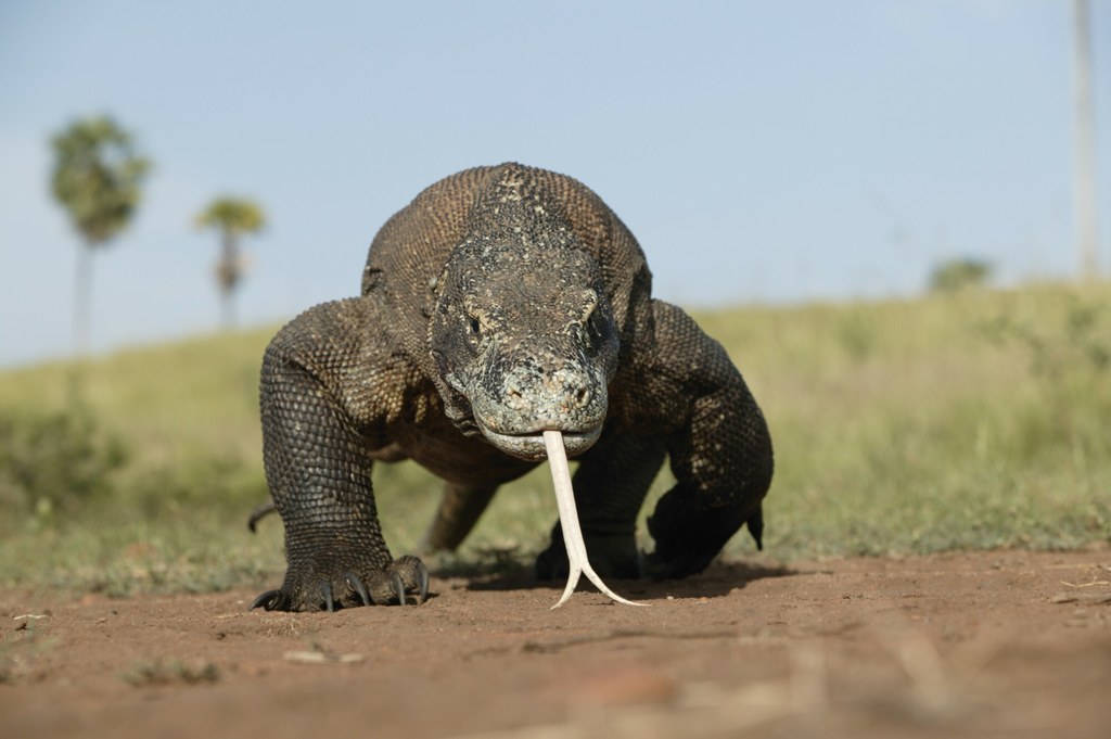 Waran z Komodo