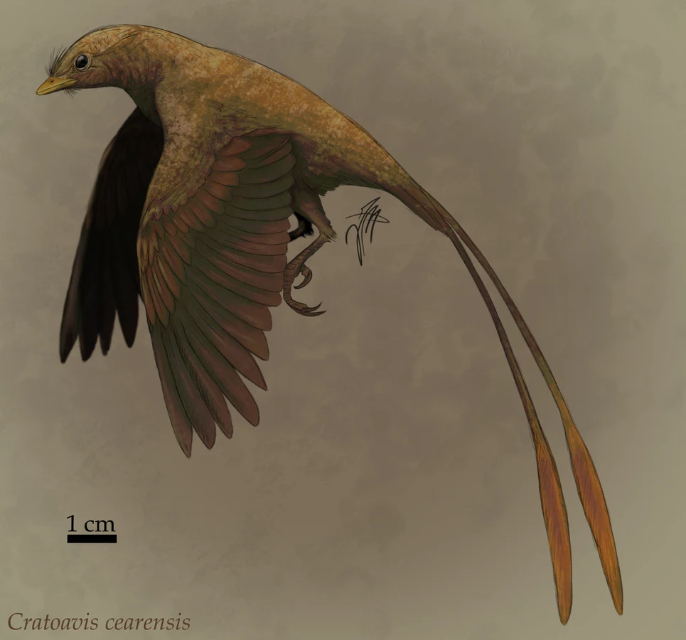 Cratoavis Cratoavis