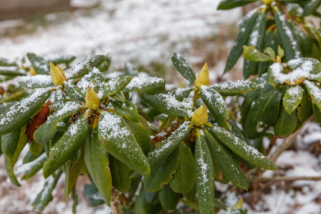 Czym zabezpieczać rododendrony przed zimą?