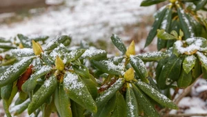 W piwnicy, szklarni czy na zewnątrz. Jak zimować rododendrony?