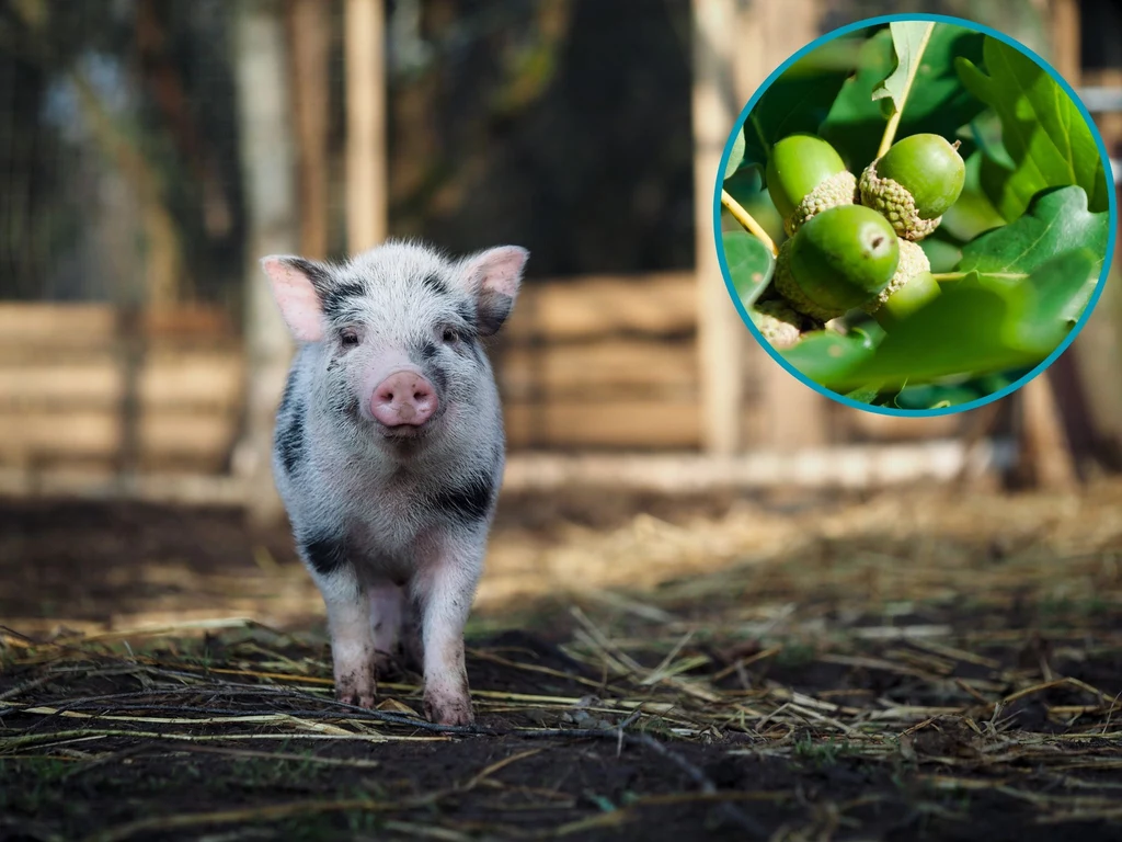 Holendrzy zaangażowali świnie do zwalczania gatunków inwazyjnych
