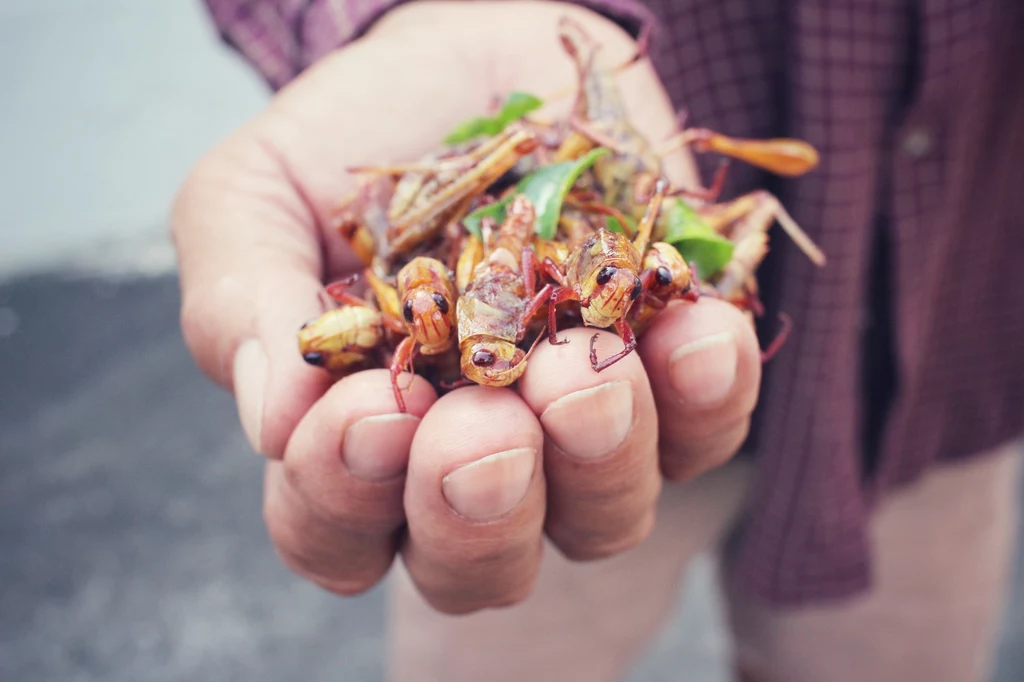 Popularne szczególnie w Azji jadalne owady mogą by źródłem witamin i innych składników odżywczych