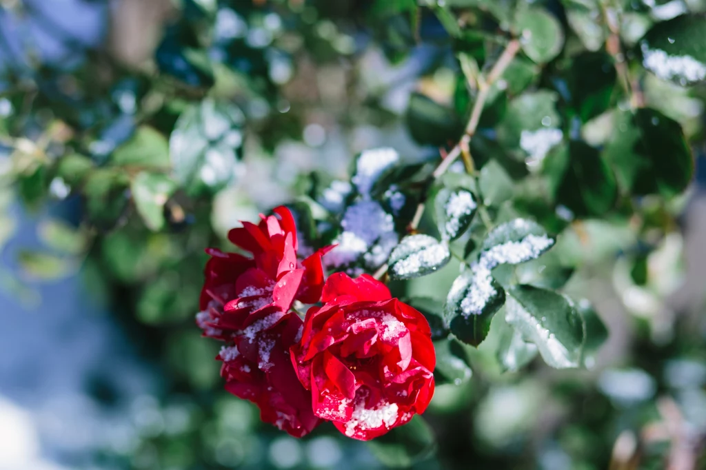 Jak zabezpieczyć różę pienną na zimę? 