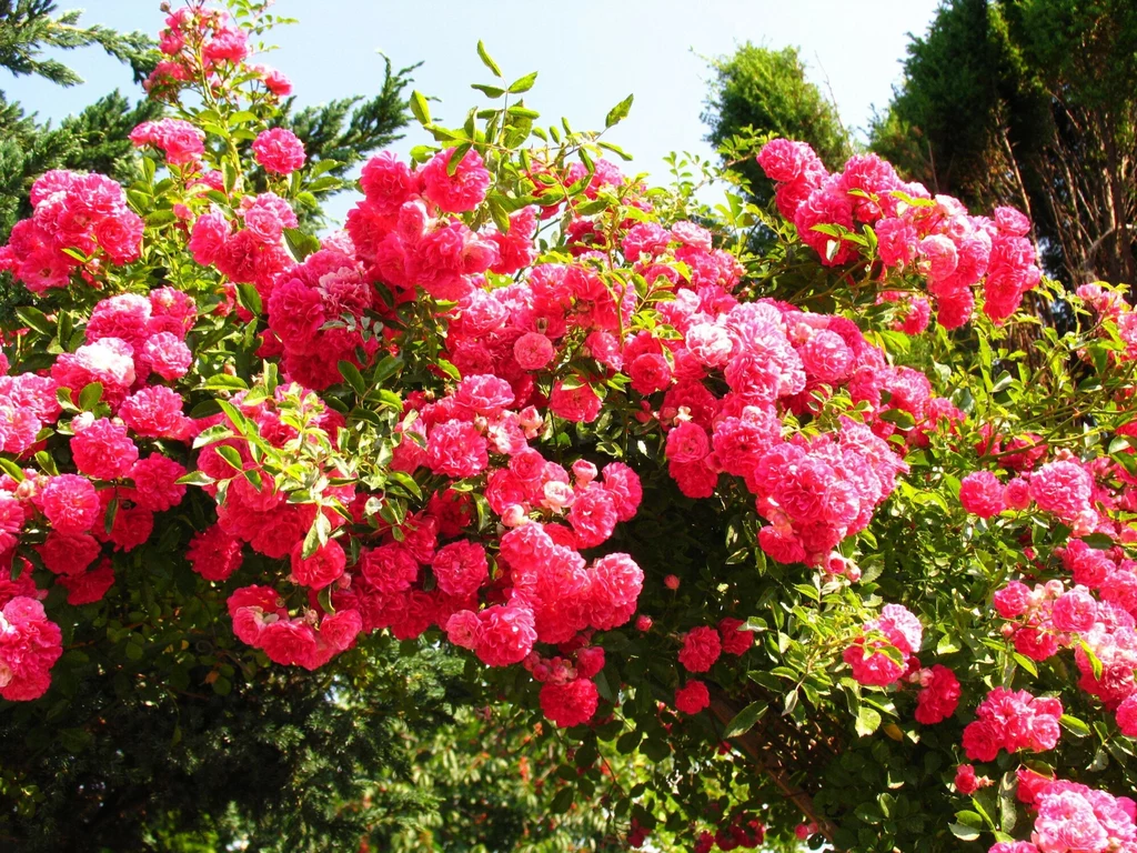 Róża pienna to wspaniała roślina, która pięknie zdobi ogród wiosną i zimną 