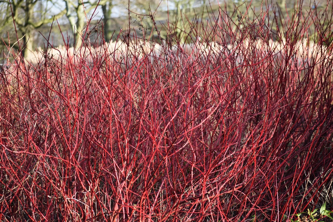 Odporna na mróz i niedobór wody. Oto żelazna roślina idealna na trudne warunki