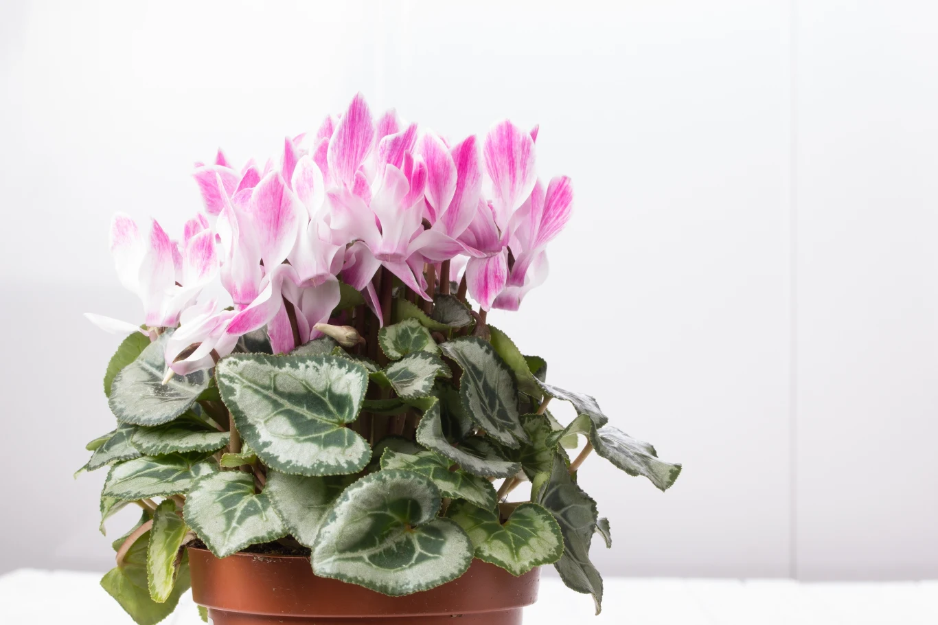 Zimowa odżywka do kwiatów doniczkowych pomoże im bujnie rozkwitnąć. Staną się prawdziwą ozdobą domu. 