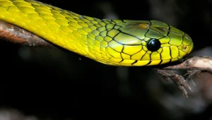 Mamba zielona odnaleziona. Ukryła się w ścianie budynku, konieczna była rozbiórka