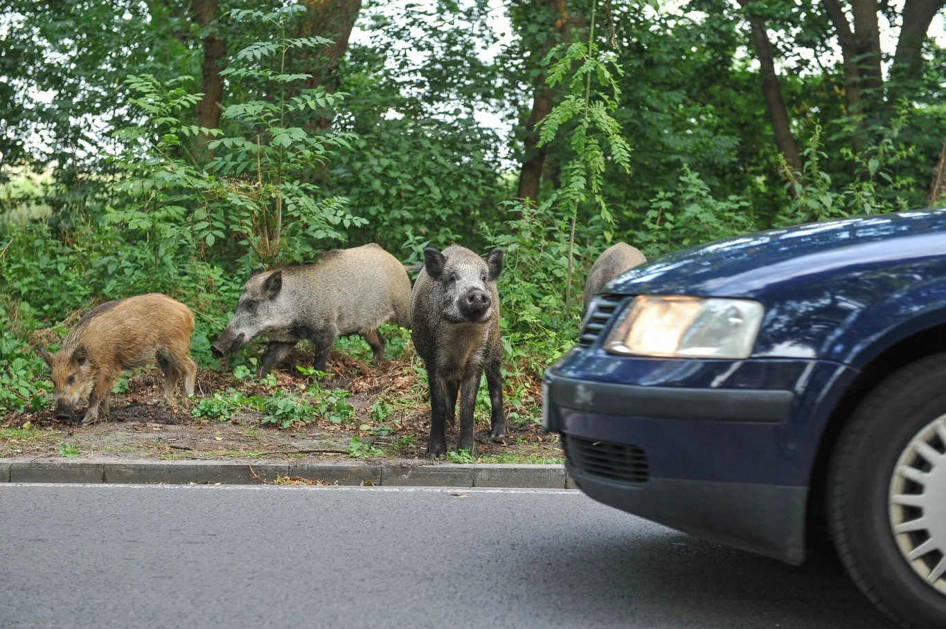 Przy polskich drogach przybywa tzw. "wilczych oczu"