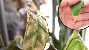 Końcówki liści roślin doniczkowych usychają? Wystarczy jeden ruch, by temu zaradzić 