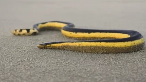 Wysyp groźnych węży na plaży. Przyciąga je to, co unosi się na wodzie