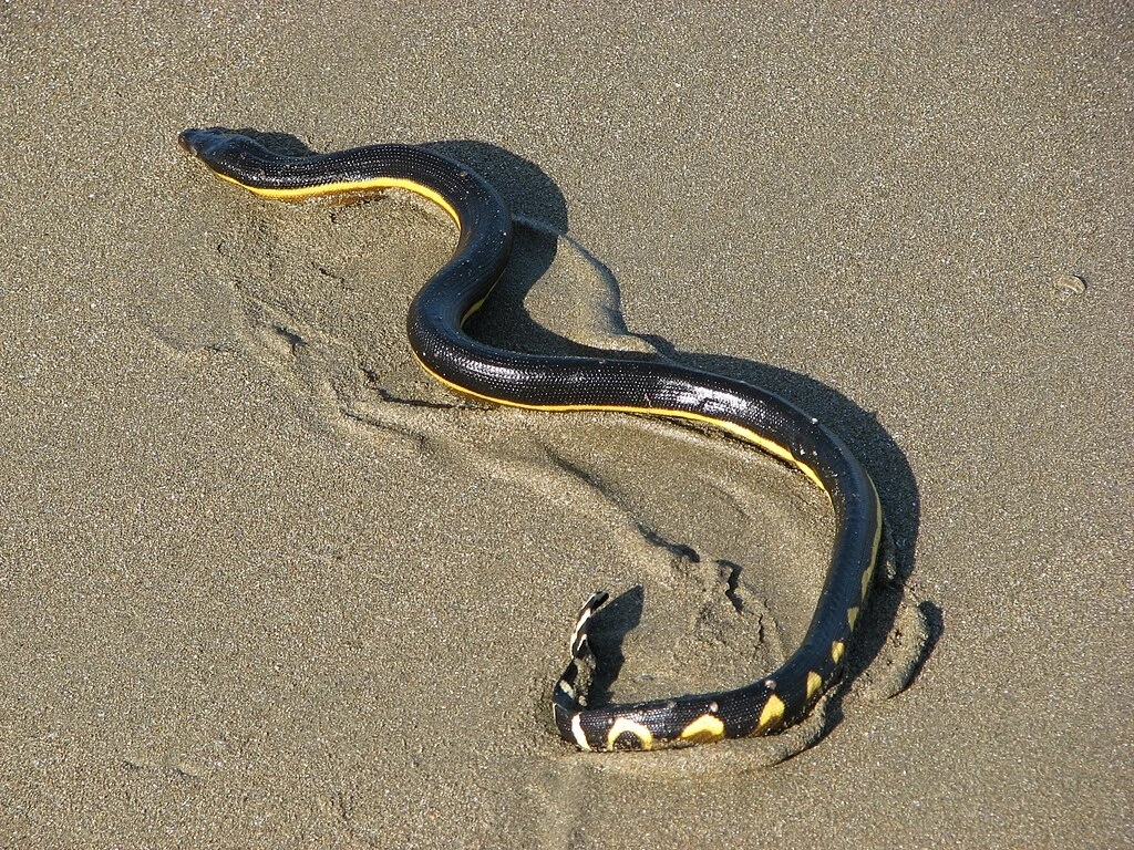 Pęz dwubarwny sfotografowany w mule na plaży w Kostaryce
