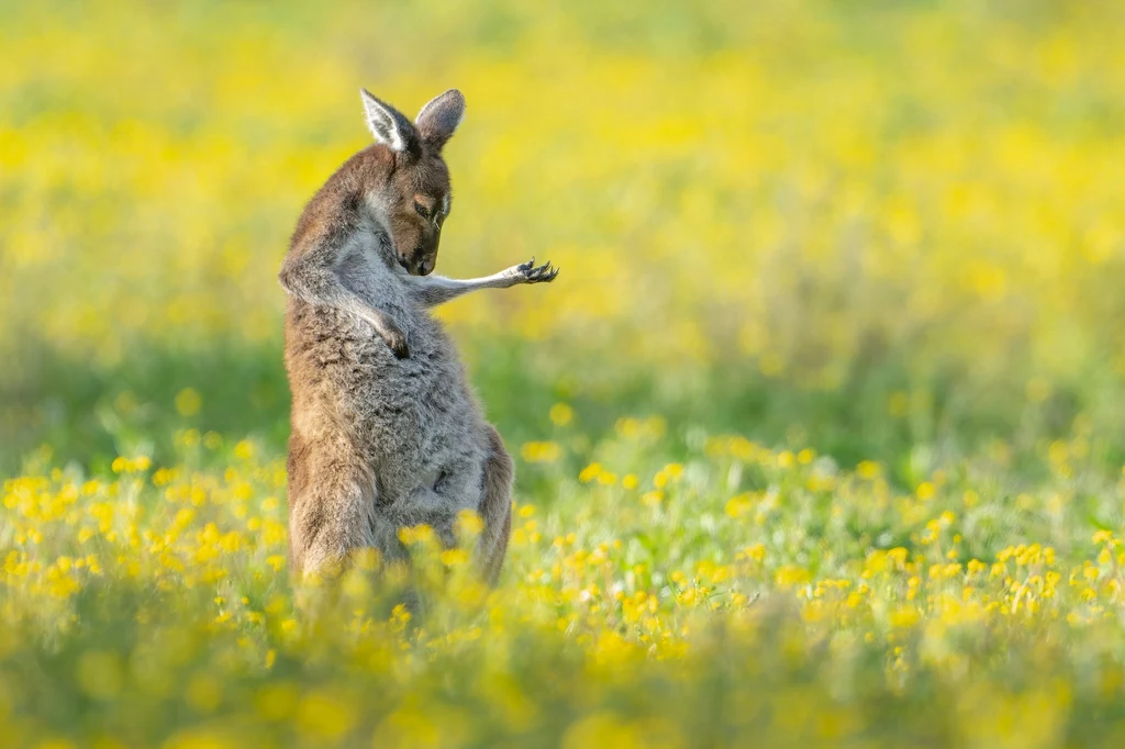 W konkursie Comedy Wildlife 2023 wygrało zdjęcie kangura, który wygląda jakby trzymał niewidzialną gitarę
