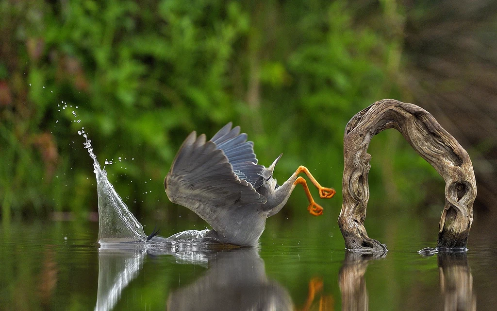 W kategorii zwierząt latających wygrało zdjęcie czapli wpadającej do wody