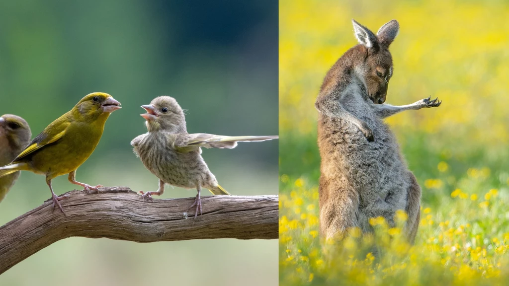 Wybrano najśmieszniejsze zdjęcia zwierząt w konkursie Comedy Wildlife 2023. Wśród laureatów jest jeden Polak