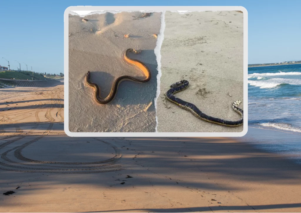 Na plażach Australii pojawił się prawdziwy wysyp węży morskich. Gady są bardzo niebezpieczne