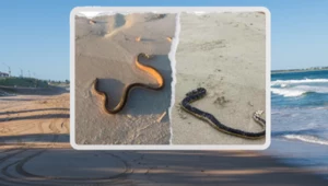 Wysyp wielkich węży morskich na plaży. Są bardzo jadowite