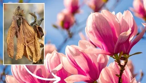 Masz w ogrodzie magnolię? Koniecznie zabezpiecz ją w ten sposób przed mrozem