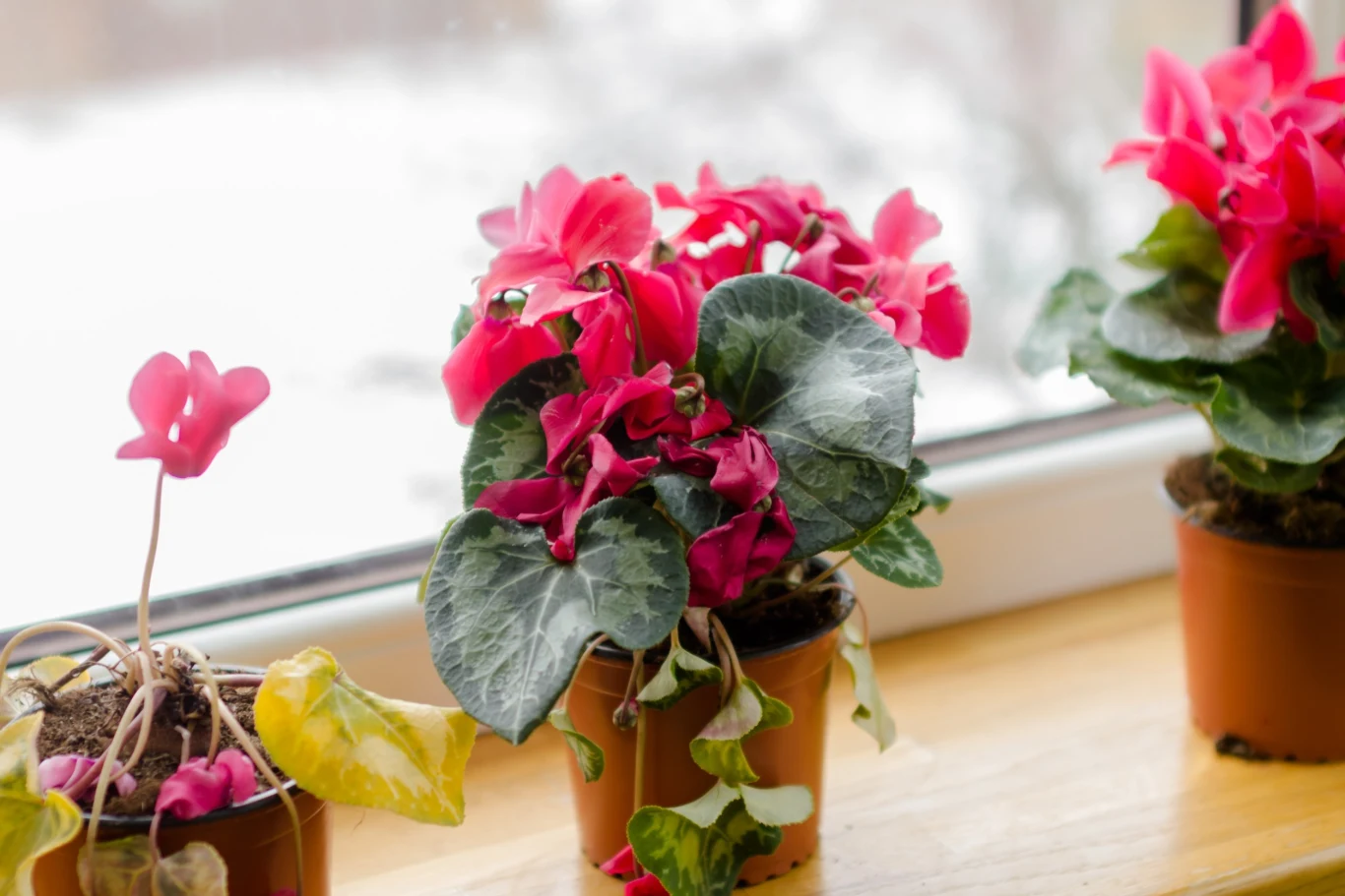 Jak zadbać o cyklamen zimą? Dzięki temu pięknie zakwitnie Jak zadbać o cyklamen zimą? Dzięki temu pięknie zakwitnie