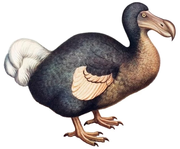 Dront dodo