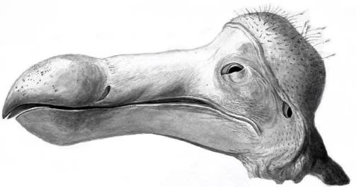 Niesamowicie wyglądająca głowa dodo