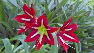 Nie grudnik ani gwiazda betlejemska. To najpiękniejsza roślina doniczkowa na Boże Narodzenie