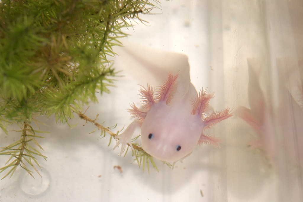 Ambystoma meksykańska zwana aksolotlem jest powszechnie hodowana w laboratoriach