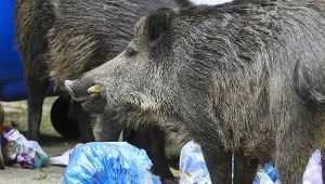 Dziki w mieście (Zdjęcie ilustracyjne)