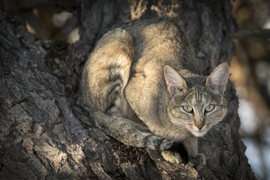 Kot nubijski - afrykański przodek kota domowego