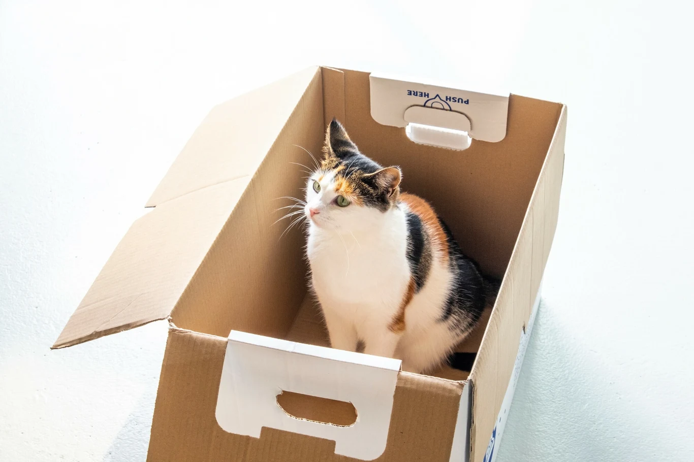 Kot w kartonie