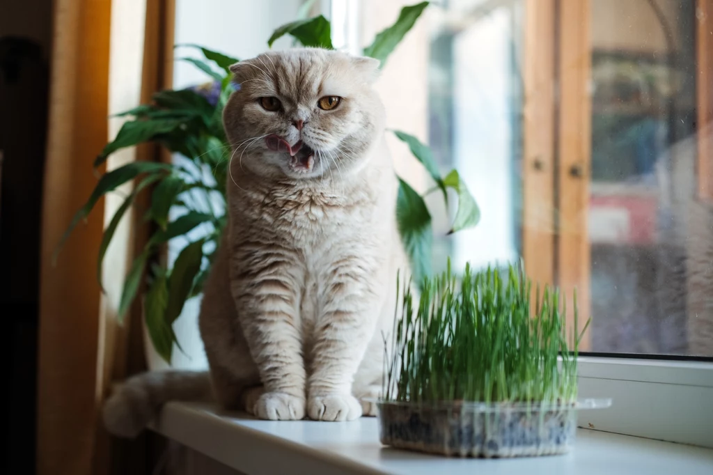 jakie rośliny są dobre dla kotów?