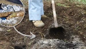 Nie wyrzucaj, rozsyp w ogrodzie. Rośliny bez problemu przetrwają mrozy, a wiosną ci podziękują