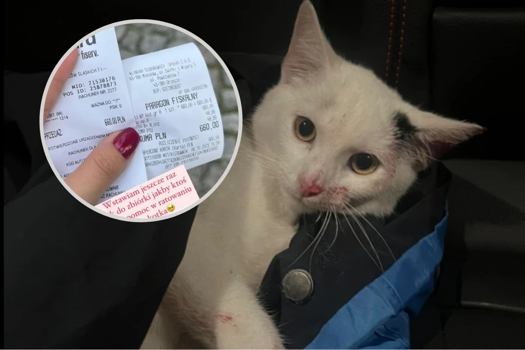 Karolina Byrgiel ratuje bezdomne kotki