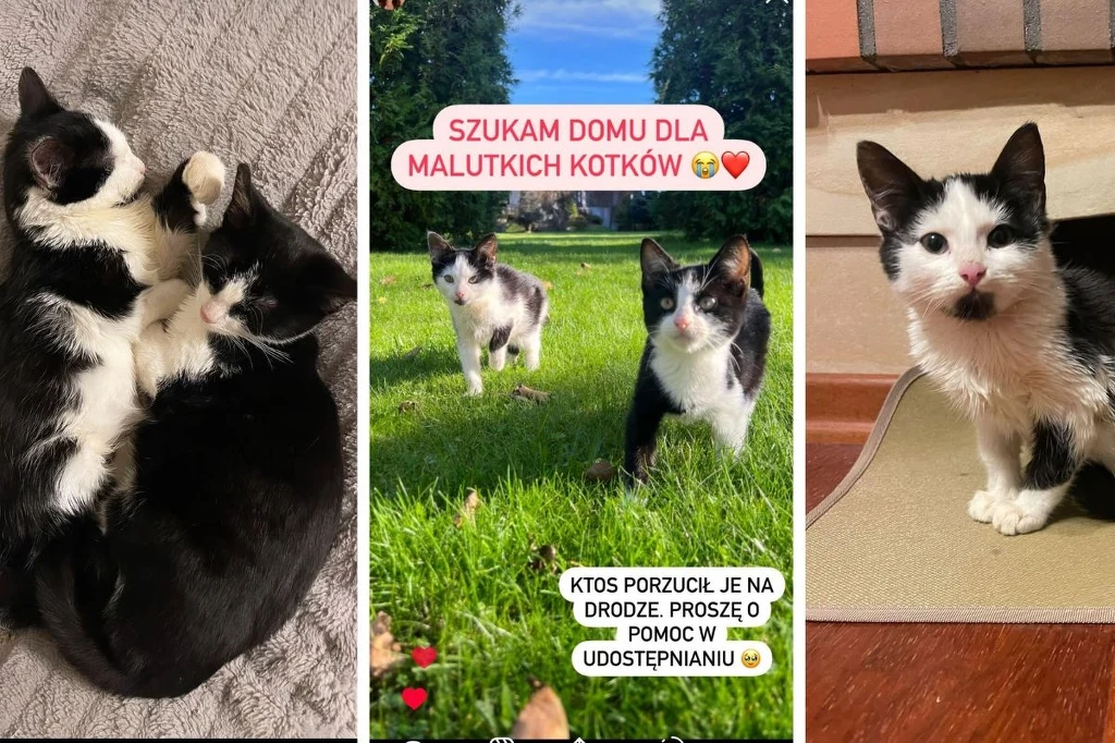 Karolina Byrgiel pomaga bezdomnym kotom
