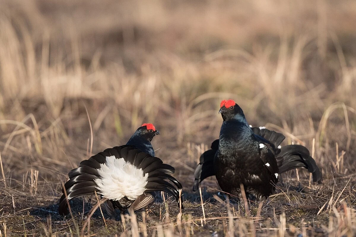 Cietrzewie na tokowisku
