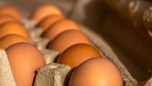 Rośnie import jajek z Brazylii do USA