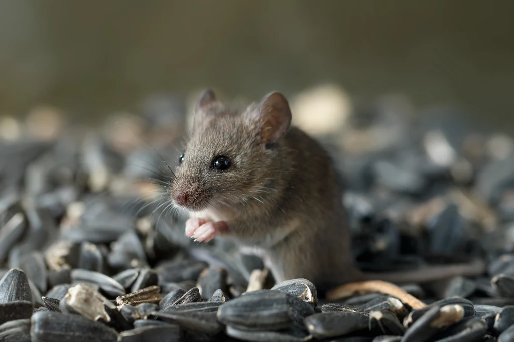 Myszy w domu mogą być obecne przez cały rok. Wabi je ciepło i dostatek jedzenia